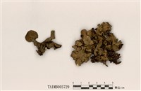 藏品(島衣屬)的圖片